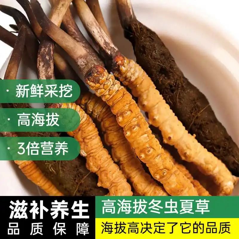 “软黄金”冬虫夏草今年大幅减产，市面涨价20%以上：汇濟康坚持原来的价格，不涨价！	(图2)